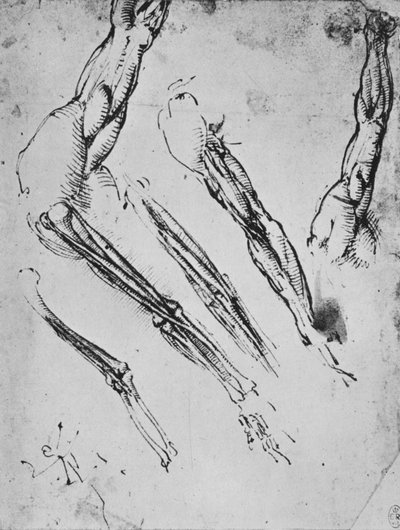 3つのケースで骨を示す腕の6つの研究、c1480 1945 作： Leonardo da Vinci
