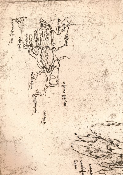 アルメニアのスケッチ図、c1472-c1519 1883 作： Leonardo da Vinci