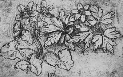 植物のスケッチ、c1480 1945 作： Leonardo da Vinci