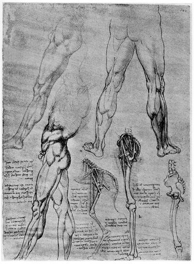 比較解剖学の研究、1506-1507 1954 作： Leonardo da Vinci