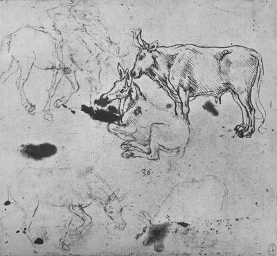 ロバと牛の研究、c1480 1945 作： Leonardo da Vinci