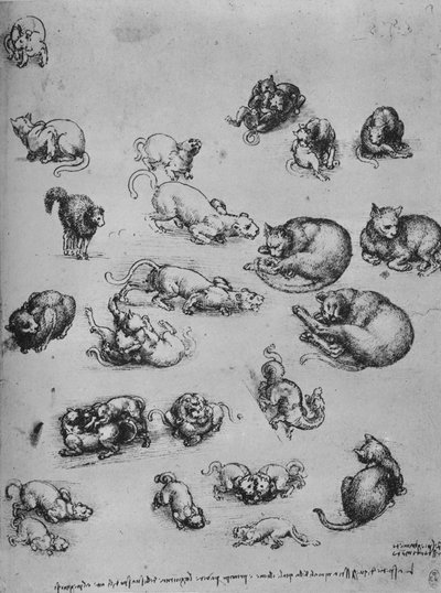 猫とドラゴンの研究、c1480 1945 作： Leonardo da Vinci
