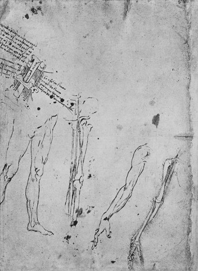 脚の研究、脚の骨と腱、腕の研究、Aの骨と腱の研究 作： Leonardo da Vinci