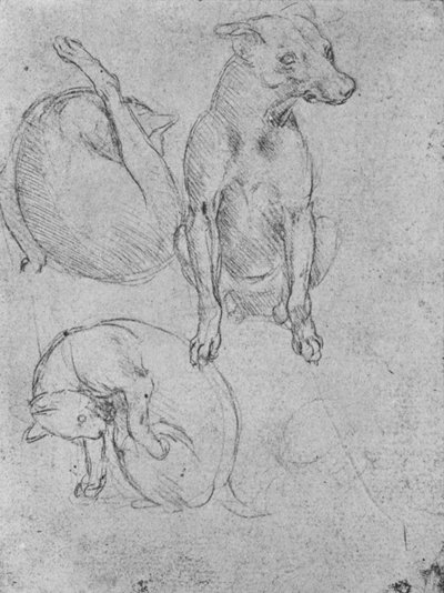 犬と猫の研究、c1480 1945 作： Leonardo da Vinci