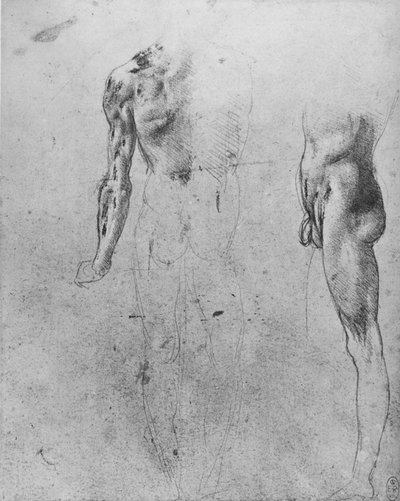 背面と側面から見たヌード男の研究、c1480 1945 作： Leonardo da Vinci