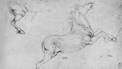 飼育馬と馬の後ろ四分の一に関する研究、c1480 1945 作： Leonardo da Vinci