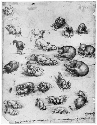 猫の研究、1513-1515 1954 作： Leonardo da Vinci