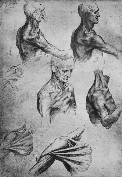 男の頭と肩の研究、c1480 1945 作： Leonardo da Vinci