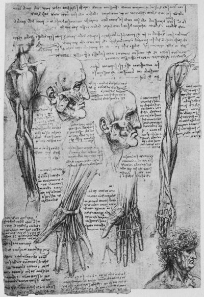 顔と腕の筋肉の研究、c1480 1945 作： Leonardo da Vinci