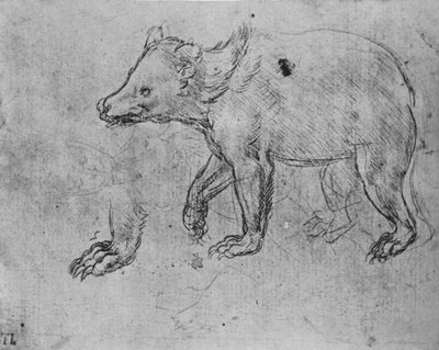 クマの研究、c1480 1945 作： Leonardo da Vinci