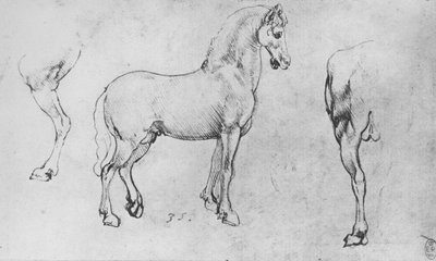 馬、その近後脚とその後四分の一の研究、c1480 1945 作： Leonardo da Vinci