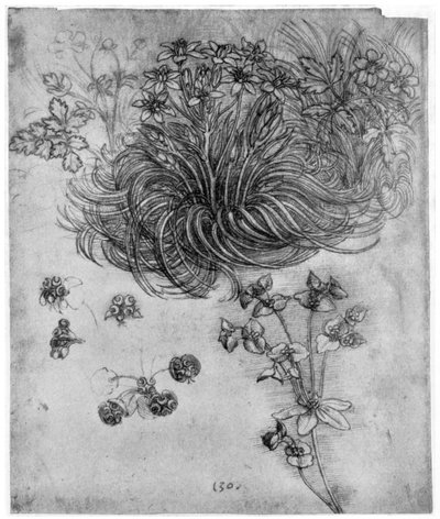 ベツレヘムの星の植物の研究、1505-1507 1954 作： Leonardo da Vinci
