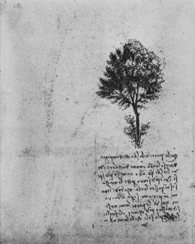 木の研究、c1480 1945 作： Leonardo da Vinci