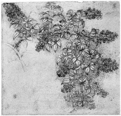 1954年後半または16世紀初頭のブラックベリー支店の研究 作： Leonardo da Vinci