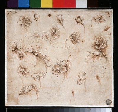 花の習作-紙に墨 1483年頃 作： Leonardo da Vinci