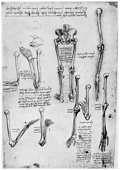 人の骨の研究、1954年後半または15世紀後半。 作： Leonardo da Vinci
