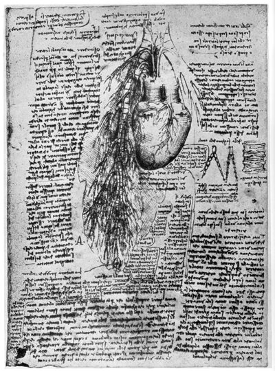 1954年後半または16世紀初頭の心臓および気管支動脈の研究 作： Leonardo da Vinci