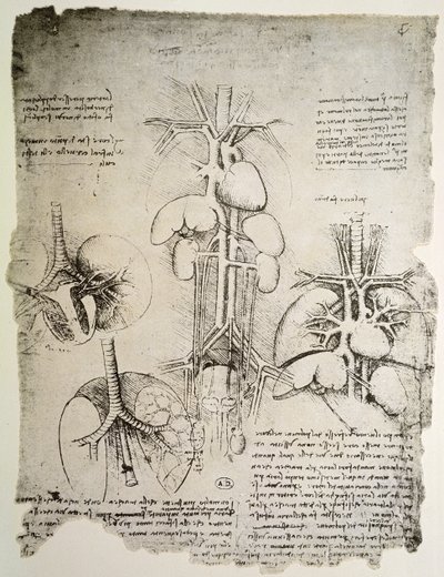 『心と循環』、ウィンザーブックの複製（紙にペンとインク） 作： Leonardo da Vinci