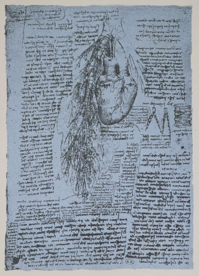 心臓と気管支動脈、ウィンザーの本の複製（紙にペンとインク） 作： Leonardo da Vinci