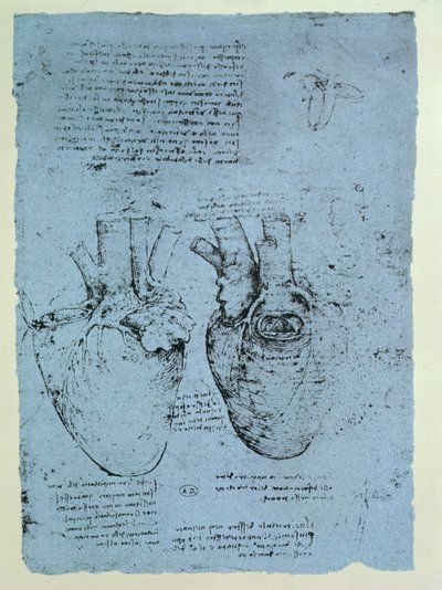 ハート、ウィンザーブックの複製（紙にペンとインク） 作： Leonardo da Vinci