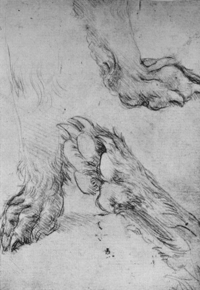 犬や狼の足に関する3つの研究、c1480 1945 作： Leonardo da Vinci