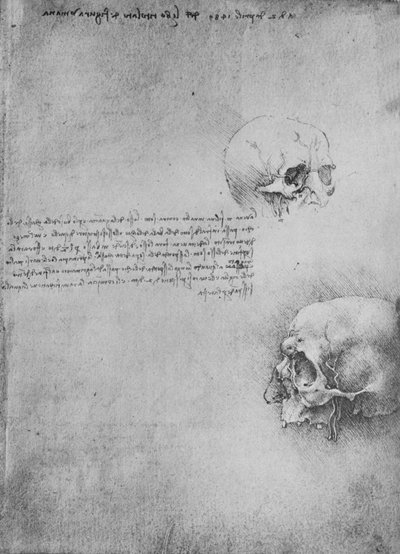 頭部の骨構造の2つの図、c1480 1945 作： Leonardo da Vinci