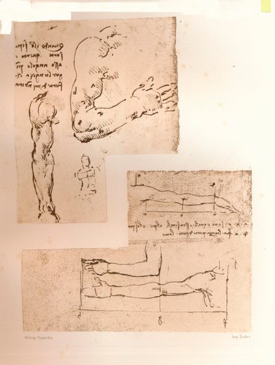人物の比率の理論を説明する2つの図、c1472-c1519 1883 作： Leonardo da Vinci
