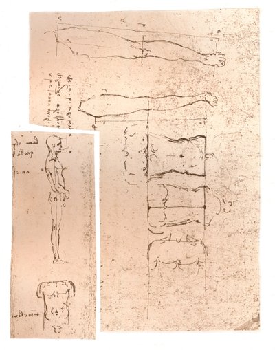 人物の比率の理論を説明する2つの図、c1472-c1519 1883 作： Leonardo da Vinci
