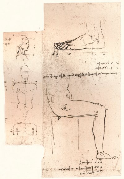 人物の比率の理論を説明する2つの図、c1472-c1519 1883 作： Leonardo da Vinci