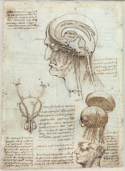 不明な画像 作： Leonardo da Vinci