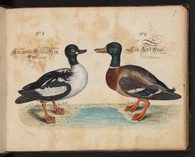 「水鳥、魚類、四つ足の獣、昆虫、ミミズの正確な自然描写と線引きで、ストラスバーグ [ストラスブール] の水域で発見され、私自身が撮影して処理しました。レナード・ボールドナー、ストラスバーグの漁師と市民 "、c 作： Leonhard Baldner