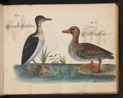 「水鳥、魚類、四つ足の獣、昆虫、ミミズの正確な自然描写と線引きで、ストラスバーグ [ストラスブール] の水域で発見され、私自身が撮影して処理しました。レナード・ボールドナー、ストラスバーグの漁師と市民 "、c 作： Leonhard Baldner