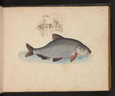 「水鳥、魚類、四つ足の獣、昆虫、ミミズの正確な自然描写と線引きで、ストラスバーグ [ストラスブール] の水域で発見され、私自身が撮影して処理しました。レナード・ボールドナー、ストラスバーグの漁師と市民 "、c 作： Leonhard Baldner