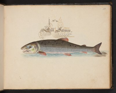 「水鳥、魚類、四つ足の獣、昆虫、ワームの正確な自然描写と線引きであり、ストラスバーグ [ストラスブール] の水域で発見され、私自身が撃ち、扱ったものです。レナード・ボールドナー、ストラスバーグの漁師と市民 "、c 作： Leonhard Baldner