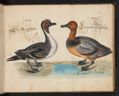 「水鳥、魚類、四つ足の獣、昆虫、ワームの正確な自然描写と線引きであり、ストラスバーグ [ストラスブール] の水域で発見され、私自身が撃ち、扱ったものです。レナード・ボールドナー、ストラスバーグの漁師と市民 "、c 作： Leonhard Baldner