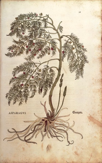 アスパラガス（Asparagus officinalis）Leonhart Fuchs著 「De historia stirpium commentarii insignes（植物の歴史に関する注目すべき解説書）」より カラーの彫刻版 作： Leonhard Fuchs