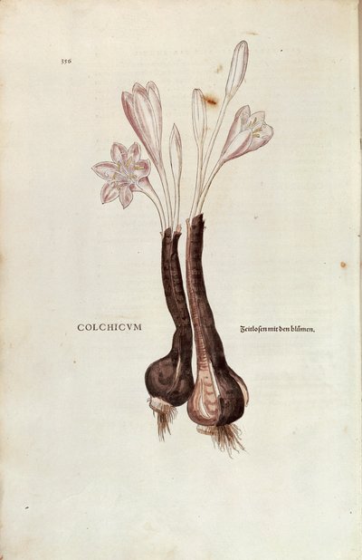 レオンハルト・フックスによる秋のクロッカス（Colchicum autumnale）（『De historia stirpium commentarii insignes (Notable Commentaries on the History of Plants)』より）、彩色済みエングレーヴィング。 作： Leonhard Fuchs