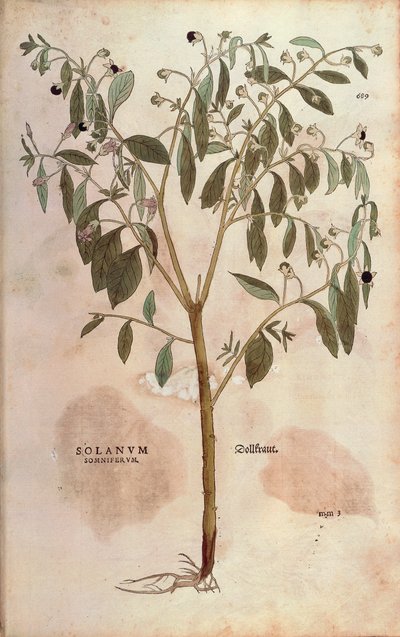 ベラドンナ - Atropa belladonna（Solanum somniferum）Leonhart Fuchsによる「De historia stirpium commentarii insignes（植物の歴史についての注目すべき解説）」のカラー彫刻。 作： Leonhard Fuchs