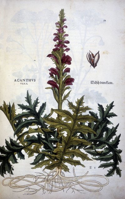 ボタニカルプレート。アカンサス（Acanthus） - Leonhart Fuchsの「De Historia Stirpium commentarii insignias」にて 作： Leonhard Fuchs