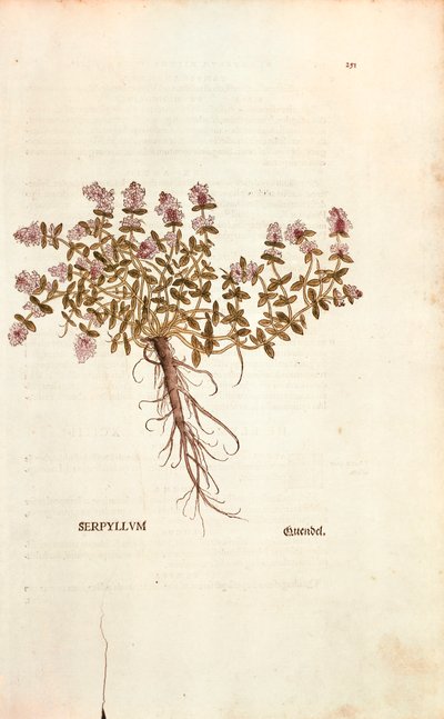 レオンハルト・フックスによる「Breckland」または「Wild Thyme（Thymus serpyllum）」（「De historia stirpium commentarii insignes（Notable Commentaries on the History of Plants）」のカラーエングレーヴィング版 作： Leonhard Fuchs