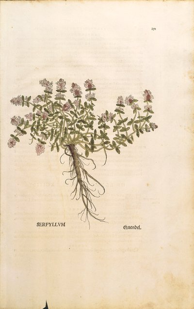 ブレックランドまたはワイルドタイム（Thymus serpyllum）、Leonhart Fuchsによるカラーエングレーヴィング 作： Leonhard Fuchs