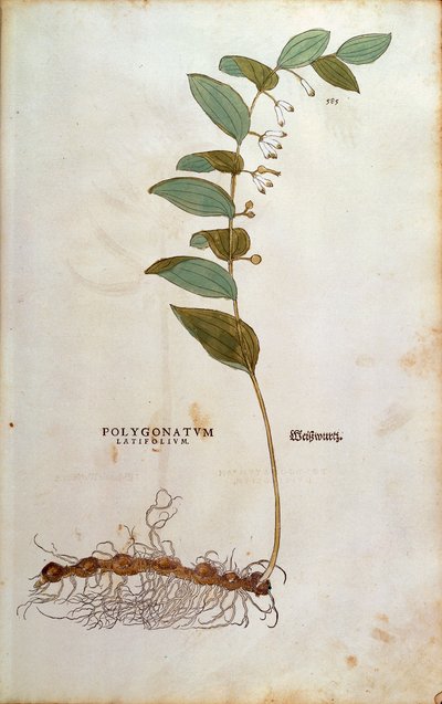 広葉樹のソロモン紋章（Polygonatum latifolium）Leonhart Fuchsによる「De historia stirpium commentarii insignes（植物の歴史に関する注目すべき解説）」のカラーエングレービング 作： Leonhard Fuchs