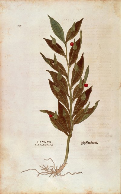肉屋のほうき」（Ruscus aculeatus（Laurus alexandrina））Leonhart Fuchs著 「De historia stirpium commentarii insignes（Notable Commentaries on the History of Plants）」のカラーエングレーヴィング。 作： Leonhard Fuchs