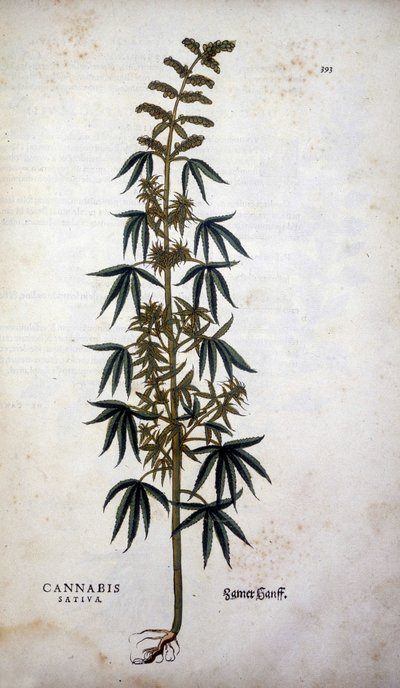 Cannabis Sativa (Hemp cultivtive) - Leonhart Fuchsの "De Historia Stirpium commentarii insignia "にて 作： Leonhard Fuchs
