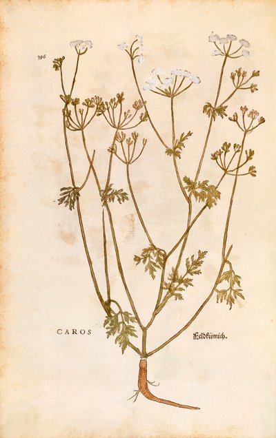 Caraway - Carum carvi (Caros) Leonhart Fuchs著 「De historia stirpium commentarii insignes (Notable Commentaries on the History of Plants)」より 色彩彫刻 作： Leonhard Fuchs