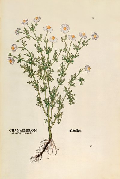 カモミール - Matricaria chamomilla (Chamaemelum leucanthemum) by Leonhart Fuchs, De historia stirpium commentarii insignes (Notable Commentaries on the History of Plants), カラー・エングレーヴィング。 作： Leonhard Fuchs