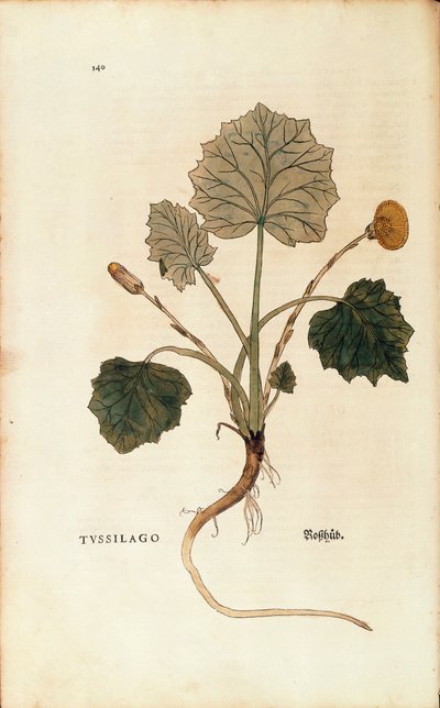 コルツフット（Tussilago farfara）：Leonhart Fuchs著「De historia stirpium commentarii insignes（植物の歴史についての注目すべき解説）」より、カラーのエングレーヴィング。 作： Leonhard Fuchs