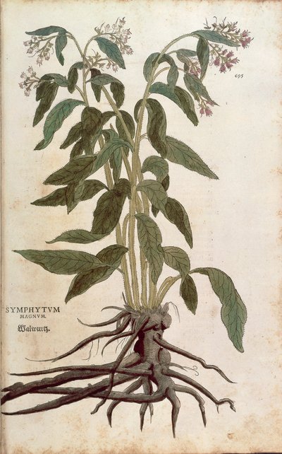 コンフリー - Symphytum officinale（Symphytum magnus）、Leonhart Fuchs著、『De historia stirpium commentarii insignes（植物の歴史に関する注目すべき解説）』より、彩色済みの彫刻作品。 作： Leonhard Fuchs