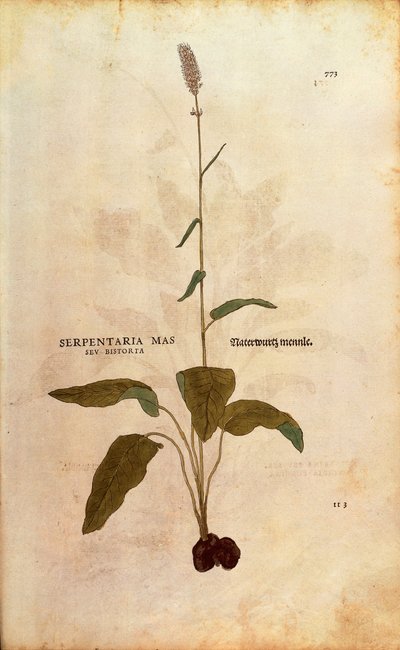 コモンビストート - Persicaria bistorta or Bistorta polygonum (Serpentaria mas seu bistorta) by Leonhart Fuchs from De historia stirpium commentarii insignes (Notable Commentaries on the History of Plants) カラーのエングレーヴィング。 作： Leonhard Fuchs