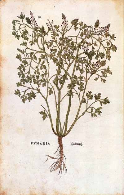 コモンフミトリー（Fumaria officinalis 作： Leonhard Fuchs